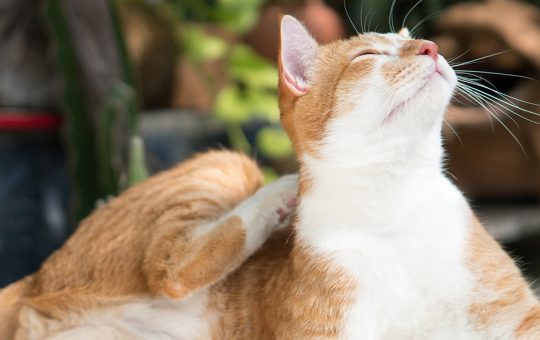 Kucing Terkena Jamur: Bagaimana Cara Mencegah dan Mengobatinya?
